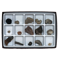 Mesozoic Fossil Collection