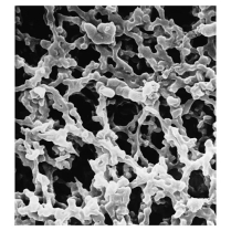 Filter, 0.22 micron, 25 mm