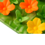 TALL TAILS Mat Silicone - Wildflowers