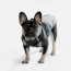 WOOF Concept Lab IX Arrow Black Reflective Windbreaker 30