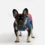 WOOF Concept Lab IX Arrow Navy Blue and Red Windbreaker 14