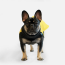 WOOF Concept Lab IX Wintertide Jacket Yellow 28