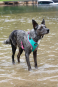 DOOG Neon Dog Harness Rin Tin Tin SMALL