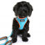 DOOG Neon Dog Harness Beethoven XLARGE
