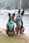 DOOG Neon Dog Harness Beethoven XLARGE