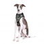 DOOG Neoflex Dog Harness Bruiser SMALL