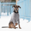 GF PET Gondola Base Layer  CHARCOAL  2XL