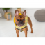 GF PET Reversible Raincoat  YELLOW  XL