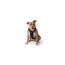 GF PET Travel Harness - BLACK - M