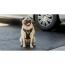 GF PET Travel Harness - BLACK - XL