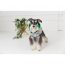 GF PET Reversible Raincoat - GREEN - L