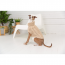 GF PET Chalet Sweater - OATMEAL - XS