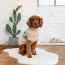 GF PET WINTER SAILOR SWEATER - OATMEAL MIX - 3XL