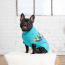 GF PET WINTER SAILOR SWEATER - AQUA - 2XL