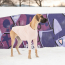 GF PET Gondola Base Layer PINK XS