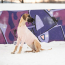 GF PET Gondola Base Layer PINK S