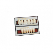 SR-VIVODENT-PE ANTERIOR TEETH UPPER