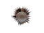 Ceramic Brush with Gold Handle 32mm